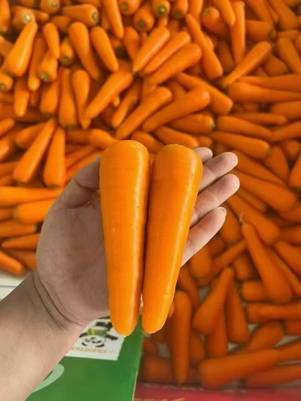 Fresh carrots